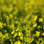Open interest in the canola market increased by about 3,500 contracts, to 191,502 during the week. | Michael Raine photo