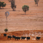 Production in the states of New South Wales and Queensland has been hardest hit by severe dry conditions over the last several years. That has resulted in poor yields and with some crops being cut for hay instead. | file photo