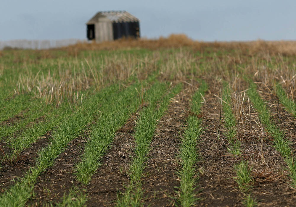 The bulk of the winter wheat in the United States was at 29.0 percent fair and 48.1 good.  |  Mike Raine photo