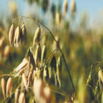 Kirby Nilsen, a PhD graduate from the University of Saskatchewan, will take over the Agriculture Canada oat program headed by Jennifer Mitchell Fetch, who announced her intentions to retire several years ago. | File photo