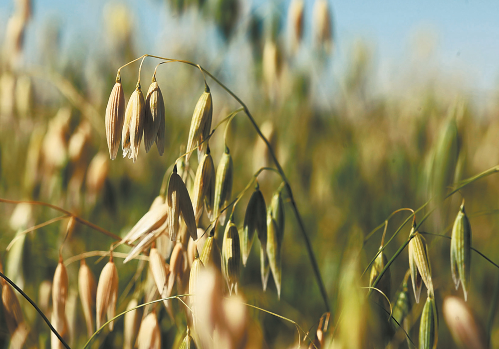 Kirby Nilsen, a PhD graduate from the University of Saskatchewan, will take over the Agriculture Canada oat program headed by Jennifer Mitchell Fetch, who announced her intentions to retire several years ago. | File photo