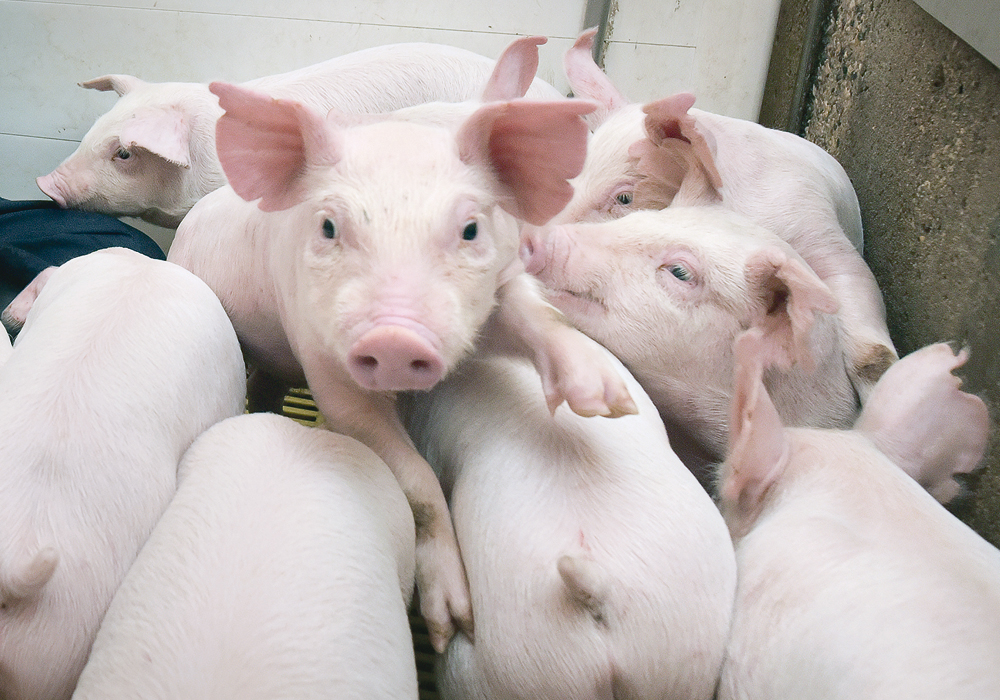 Hog producers who have been in contact with the site where the porcine epidemic diarrhea virus was found have been informed of the test result.  |  File photo