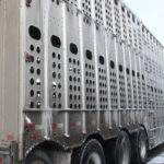 Dr. Karen Schwartzkopf-Genswein from the federal research station at Lethbridge said management of cattle before they are to be transported seems to have the greatest impact on how they withstand the truck and trailer. | File photo