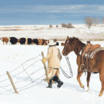 Funds for beef cattle research are expected to benefit cow-calf producers and others in the industry, opening the gate to better herd health. Above, Carl Vanderploeg helps move cattle near Vulcan, Alta. | Mike Sturk photo