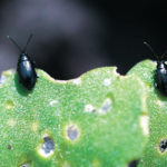 Most insect pests appear in population waves, but the only limiting factor with flea beetles seems to be spring weather. | Canola Council of Canada photo