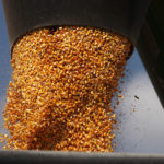 Although Nebraska farmer Guy Mills is equipped to handle plugged augers and concrete-solid spoiled grain in the bin, his preference is to attack the problem 10 months before it happens. Mills thinks about keeping people out of his bins as he plans next season. His approach to bin safety starts sometime the previous winter as he plans the upcoming corn crop. | File photo