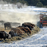 The entire U.S. beef chain can expect a profitable 2020, said Cattlefax analysts at the National Cattlemen's Beef Association convention held in San Antonio, Texas, Feb. 4-7. | File photo
