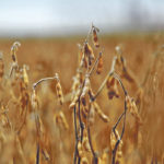 Soybean stocks at the end of the current marketing year are now forecast at 425 million bushels by the government agency, which would be down by 50 million from the January estimate due to an increase in projected exports. That compares with the 909 million bushel carryout from the previous year. | File photo