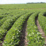 Seeded acres have been tumbling because of weaker prices, but mostly due to yield. | File photo