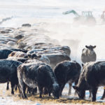 The process verification program is one tool American beef producers are considering as a way to introduce voluntary labelling. | Mike Sturk photo