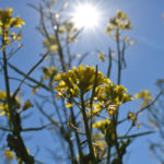 “If you’re looking for any help from South America for your canola or soybeans or corn, you’d better look somewhere else,” said Drew Lerner, president of World Weather Inc., at Manitoba Ag Days in Brandon.
| File photo