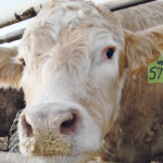 U.S. beef exports have improved steadily in the last 10 years, outpacing pork and poultry. | File photo