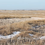It’s estimated that prairie farmers left more than two million acres of canola in the field before weather conditions halted harvest. | Michael Raine photo
