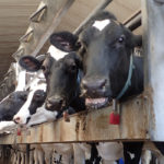 The commitment was made during a speech at the Dairy Farmers of Canada annual policy conference held in Ottawa Feb. 4-6.
| File photo