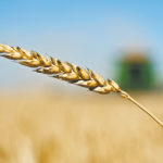 Average CWRS (13.5 percent) wheat prices were down C$2 to C$3 per tonne, according to price quotes from a cross-section of delivery points compiled by PDQ (Price and Data Quotes). Average prices ranged from about C$223 per tonne in northeastern Saskatchewan, to as high as C$240 per tonne in southern Alberta. | File photo