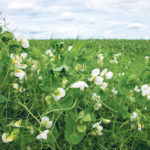 Top-end green pea bids have lost about a dollar per bushel over the past month, according to Prairie Ag Hotwire data. | Randy Vanderveen photo