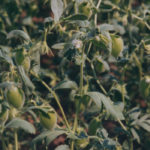 The last demand cycle for chickpeas came in early January, and the market has lacked