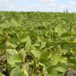 Scott Capinegro of Barrington Commodities in Barrington, Ill. said some progress was made in U.S./China trade as the Phase One trade deal officially came into effect on Feb. 15. Then three days later, China announced tariff exemptions for almost 700 U.S. imports that included soybeans, corn and wheat. | File photo