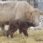 Research indicates that provision of pain relief after calving promotes cow recovery and appetite and improves milk production. | File photo