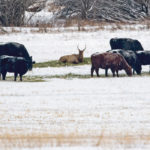 University of Alberta research has confirmed that elk and cattle are in closer proximity during winter and attracted to feed stores, salt and mineral blocks. | Mike Sturk photo