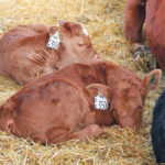 Calves that receive adequate colostrum within the first two hours of life are given the best start. | File photo