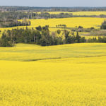 An Agriculture Canada researcher says tight or poor rotations lead to increased incidence and severity of diseases, insects and weeds as well as increasing resistance to pesticides, declining pesticide options, decreased crop-type alternatives, declining yields and grain quality, reduced returns and irrational cropping sequence and crop husbandry. | File photo