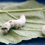 Researchers have learned how to use silk from a domestic silkworm to coat seeds with rhizobacteria. | REUTERS/Hereward Holland photo