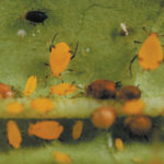 Tyler Wist from Agriculture Canada in Saskatoon has been studying aphids since 2012 and originally helped develop the app specifically for cereal aphids. | File photo
