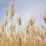 Western Canadian growers are likely to hold off on making durum planting decisions until they see how markets respond over the next month or two, industry experts said.
| File photo