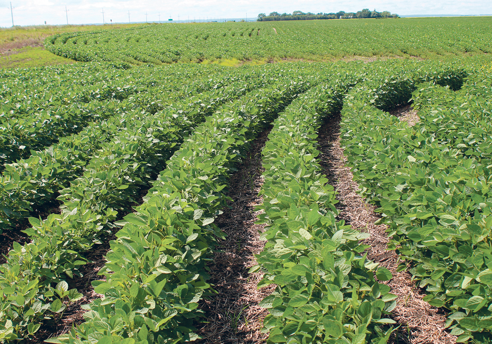 Manitoba farmers vote on the proposal for five Manitoba crop organizations to merge.  |  Ed White photo