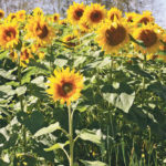 North American sunflower acreage has fallen from more than 700,000 acres at one time to almost 150,000 last year. | File photo