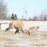 Saskatchewan Crop Insurance Corp. chief executive officer Shawn Jaques said the extra money is required to cover higher program use and wildlife damage claims. | File photo