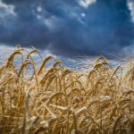 Average crop insurance coverage this year is $224 per acre, down from $230. | File photo