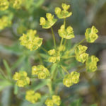 Leafy spurge is one of the weeds that cattle can be trained to eat while grazing. | File photo