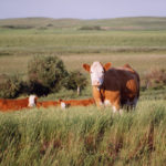 Janelle Smith, a master’s student, said her study, which wrapped up in mid-January, found that the cost per head to raise cattle without implants increased by $60 to $140. The difference depends on the weight at which the cattle enter the finishing phase.
| File photo