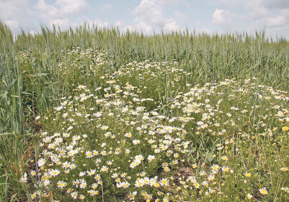A weed scientist from the University of Guelph says paying farmers to adopt integrated weed management might be the best way to see the strategy spread.  |  File photo