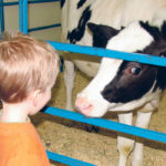 Feeding a calf and watching it develop formed a lasting memory for the author. | Alma Barkman photo