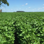 "In general, with the recovery in energy prices and global markets, we're seeing a little support come into the agricultural markets," said Terry Reilly, of Futures International in Chicago. | File photo
