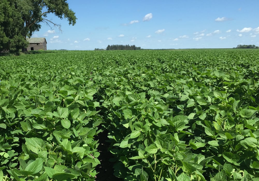 "In general, with the recovery in energy prices and global markets, we're seeing a little support come into the agricultural markets," said Terry Reilly, of Futures International in Chicago. | File photo