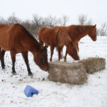 Education is key to understanding equine behaviour, said Sue McDonnell of the University of Pennsylvania’s School of Veterinary Medicine.
| File photo