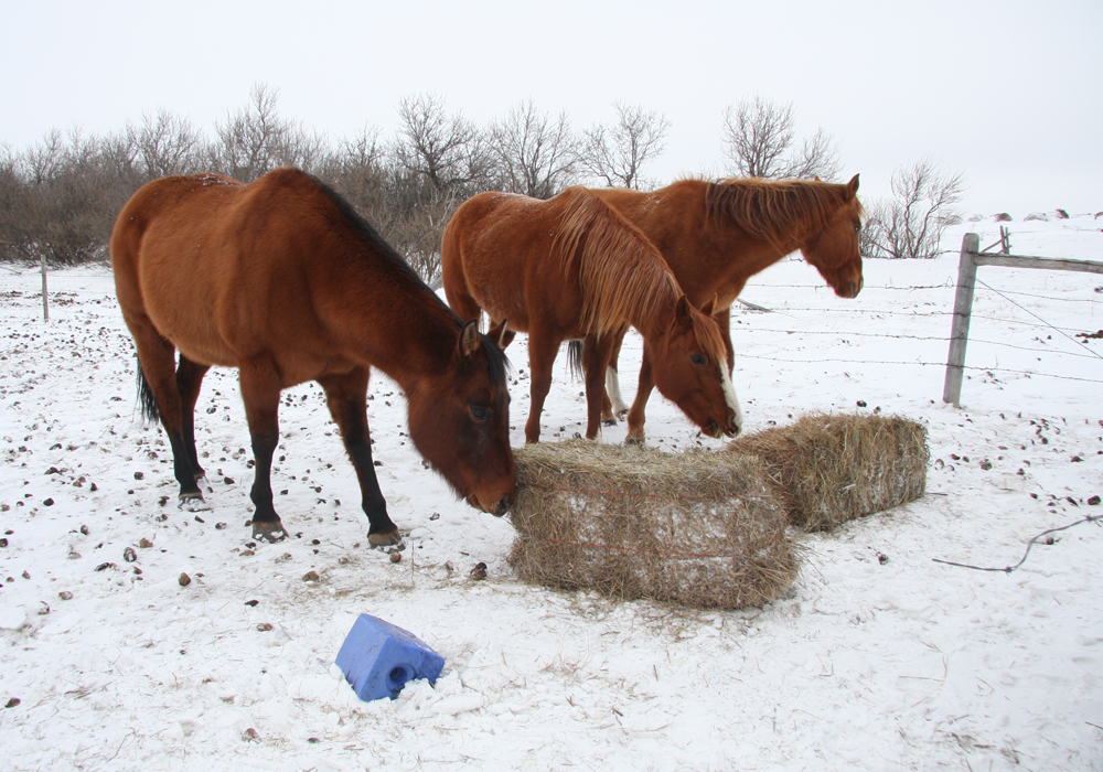 Education is key to understanding equine behaviour, said Sue McDonnell of the University of Pennsylvania’s School of Veterinary Medicine.  | File photo