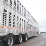 The updated regulations are the result of years of discussion and revision by the CFIA after consultations with producers, veterinarians, transporters, livestock groups and the public.
| File photo
