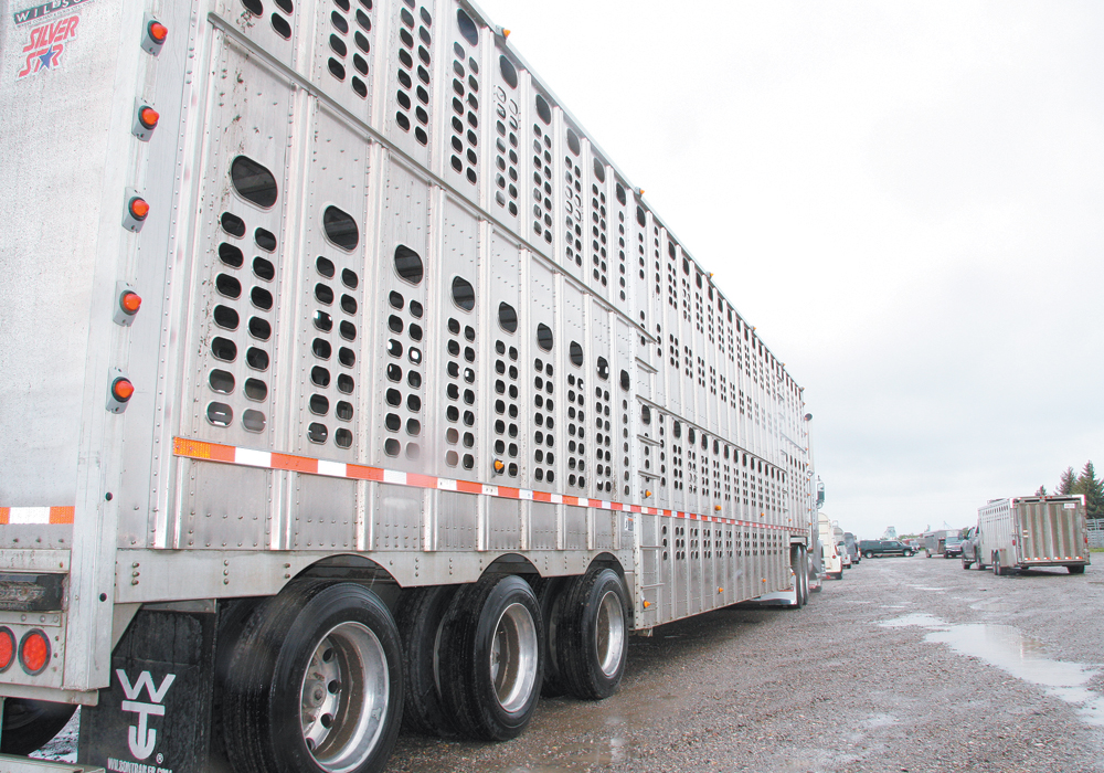 The updated regulations are the result of years of discussion and revision by the CFIA after consultations with producers, veterinarians, transporters, livestock groups and the public.  | File photo
