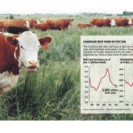 Cow herd continues long decline