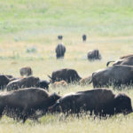 Members of the Blood Reserve in southern Alberta hope returning bison to the land could help reinforce pride in the Blackfoot culture. | File photo