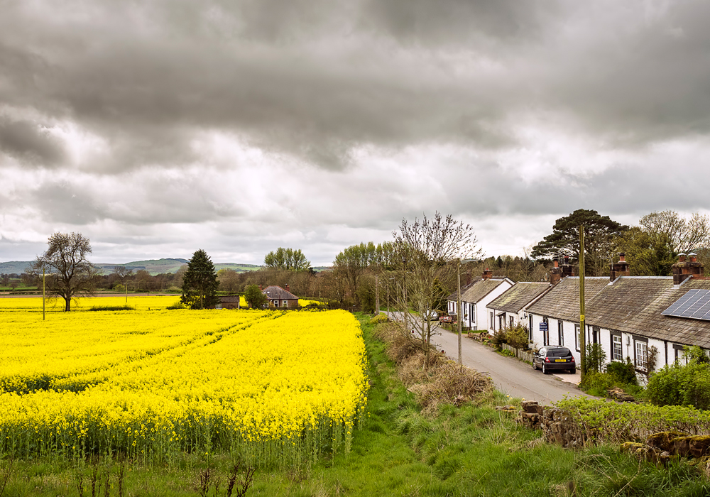 In 2012, U.K. farmers seeded about 1.8 million acres of oilseed rape.  But over the last eight years, acreage consistently dropped, sinking to 1.3 million in 2019 and possibly 1.04 million in 2020.  | Flickr.com/James Johnstone photo