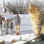 Chelsea, left, Lainey, Calla, Raulan and Dan Erlandson enjoy their homemade hockey rink at Spring Creek Garden north of Outlook, Sask. | William DeKay photo
