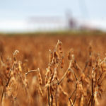 Soybeans are now being grown throughout the grain belt, although primarily in the black soil zone, said Saskatchewan Crop Insurance Corp. chief executive officer Shawn Jaques.
| File photo
