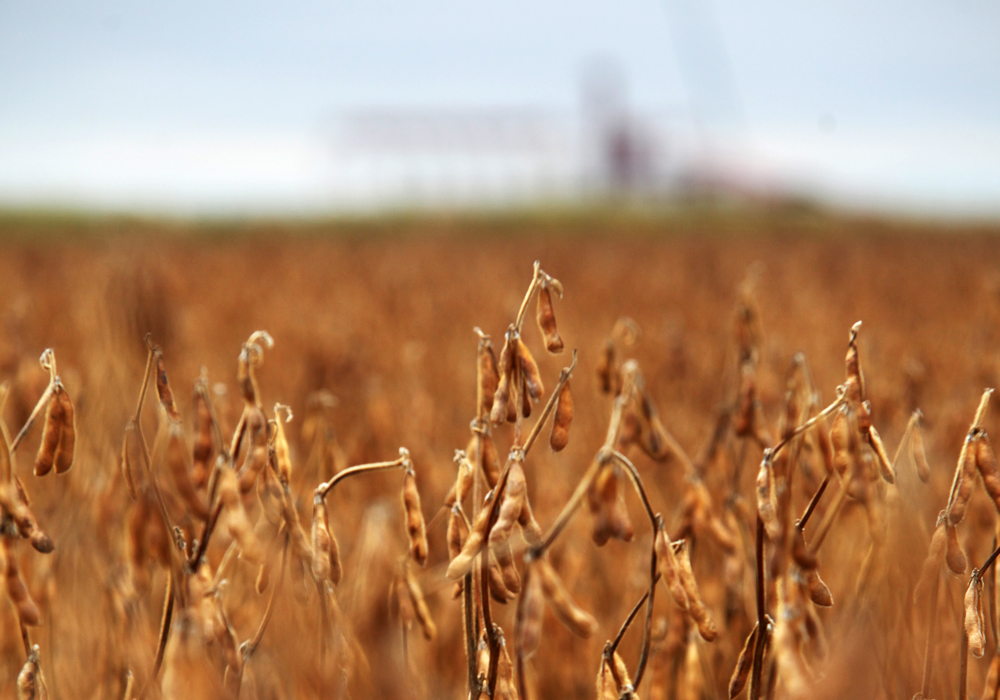 Soybeans are now being grown throughout the grain belt, although primarily in the black soil zone, said Saskatchewan Crop Insurance Corp. chief executive officer Shawn Jaques.  | File photo