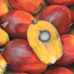 PepsiCo has released a comprehensive policy on sustainable palm oil, which includes commitments to no deforestation, no development on peat lands and no exploitation of workers or indigenous peoples. Such corporate policies are expected to curtail the expansion of global palm oil production. | REUTERS/Lim Huey Teng photo